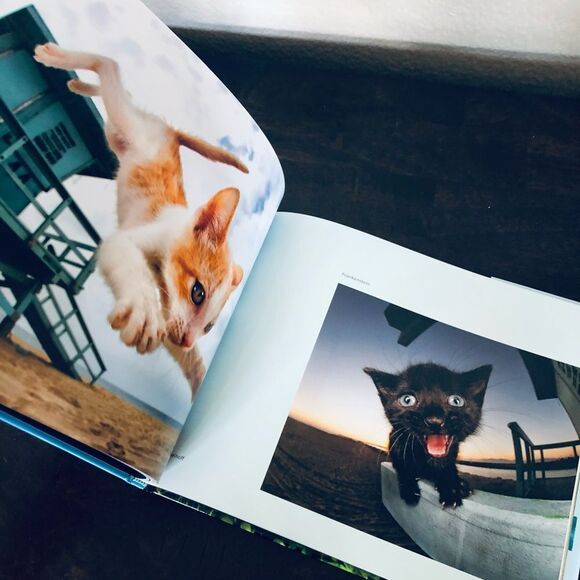 Pounce Cats & Kittens Funny Cute Photo Book - Picture 4 of 6